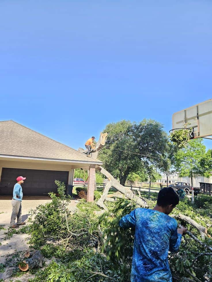 Lonestar Tree Service